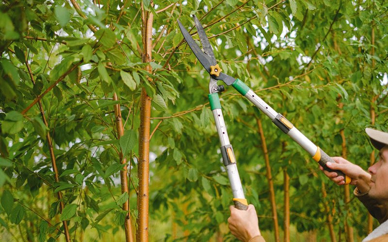 Tree trimming in Honey Brook, PA